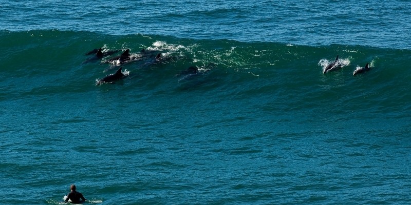 Мастер класс по серфингу от дельфинов на Бондае