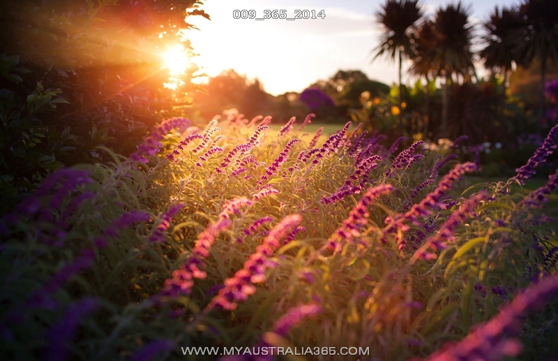 Вековой парк в Сиднее