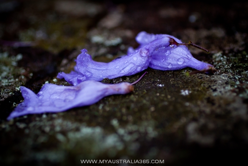 цветение джакаранды в Австралии