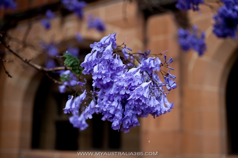 цветение джакаранды в Австралии