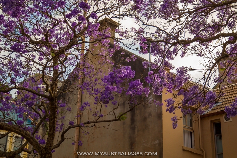 джакаранда