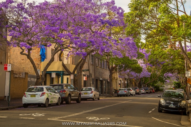 джакаранда в Австралии