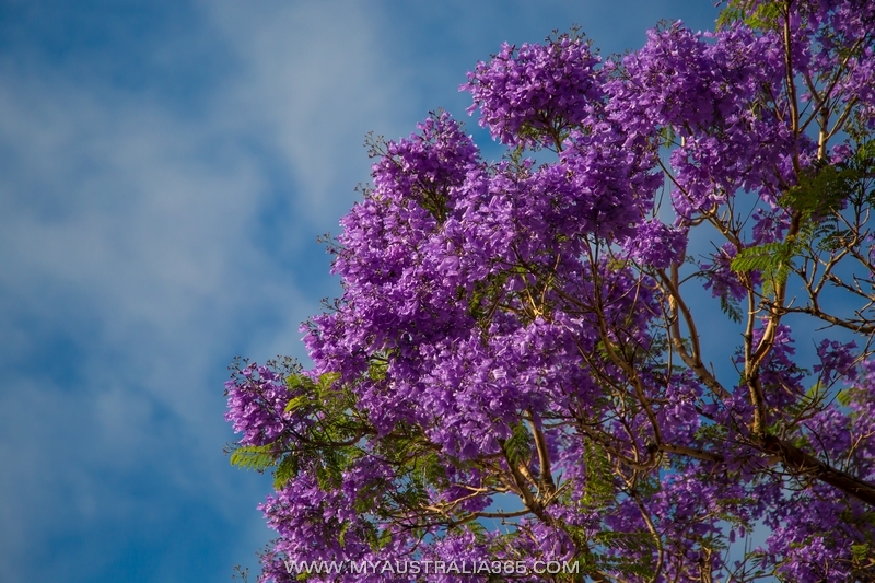 Джакаранда в Сиднее