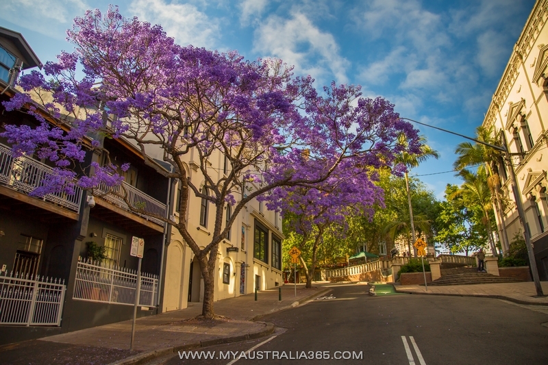 австралийская джакаранда