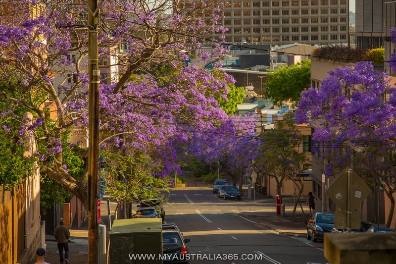 джакаранда в Сиднее