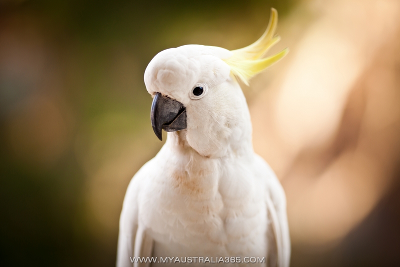 Австралийский хохлатый какаду