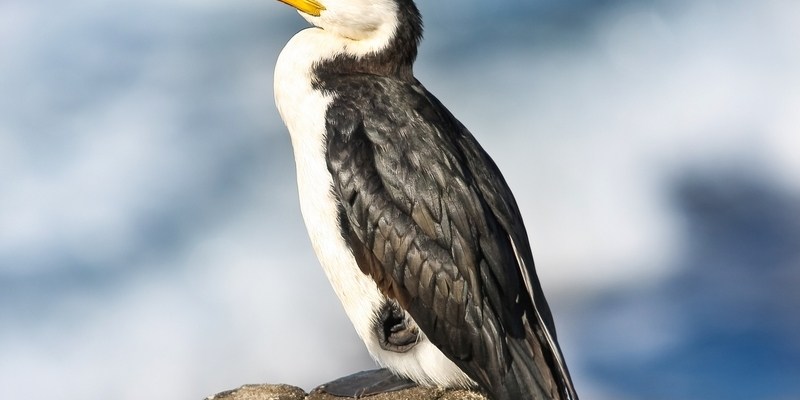 австралийский белогрудый баклан