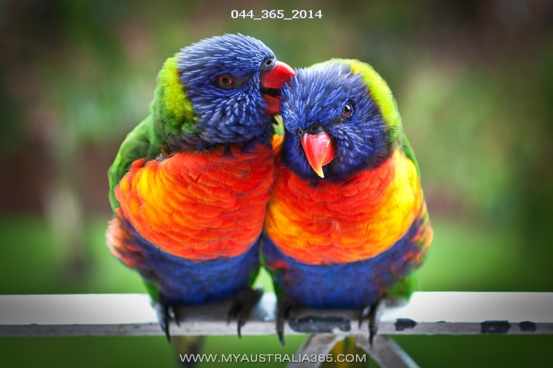 Радужные лорекеты