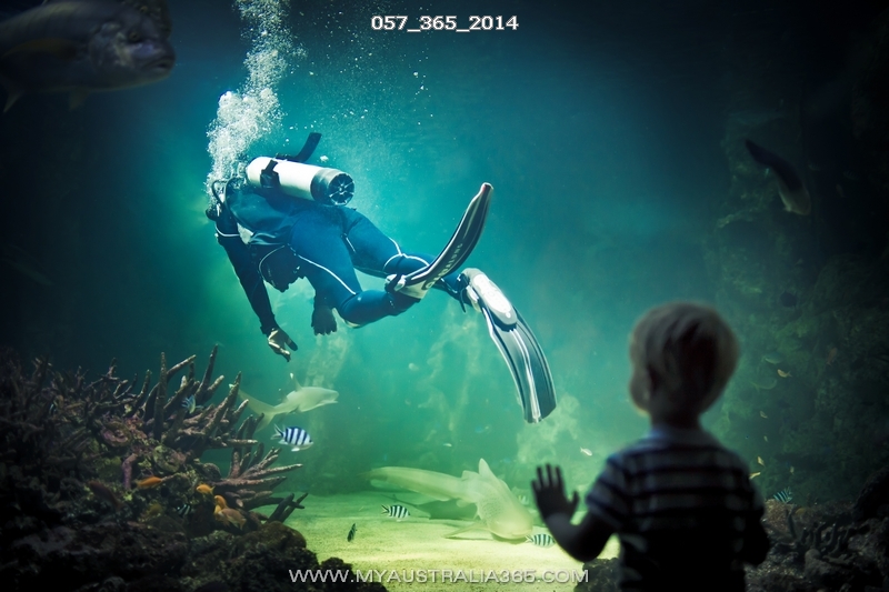 океанариум в Сиднее куда пойти с детьми в Сиднее