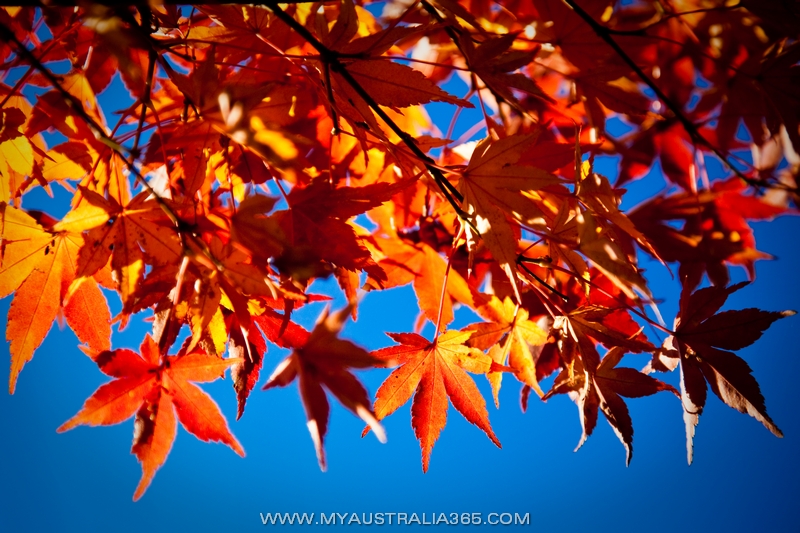 осень в Голубых горах в Австралии