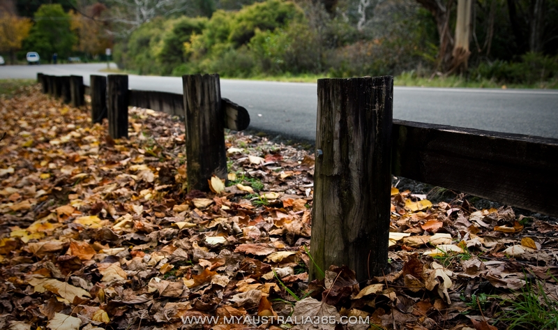 осень в Голубых горах в Австралии