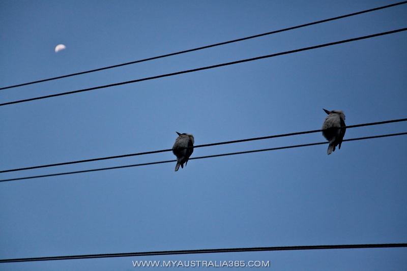 Что посмотреть в Сиднее Голубые горы