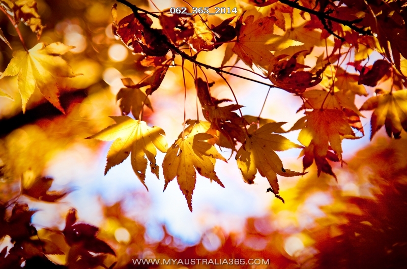 Осень в Голубых горах