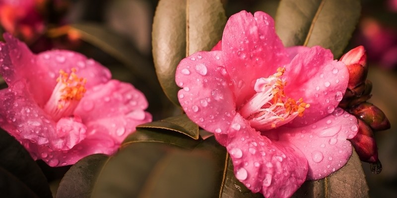 камелии в Сиднее