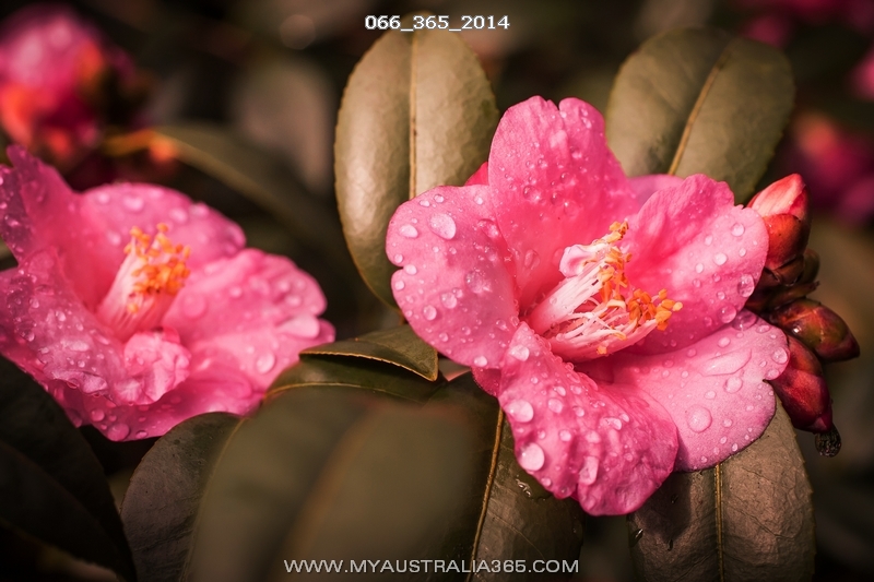 камелии в Сиднее