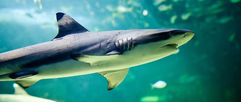 10 минусов Австралии или почему вам не захочется ехать в Австралию