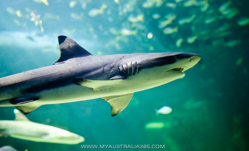 акулы в Австралии