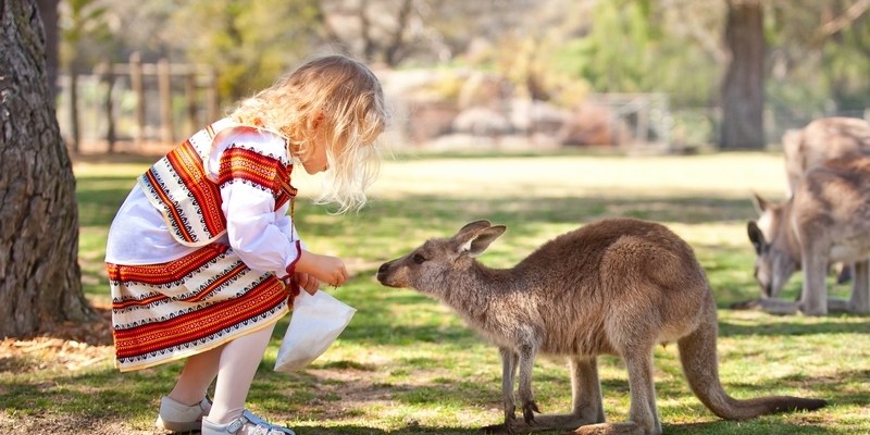кормление кенгуру с рук