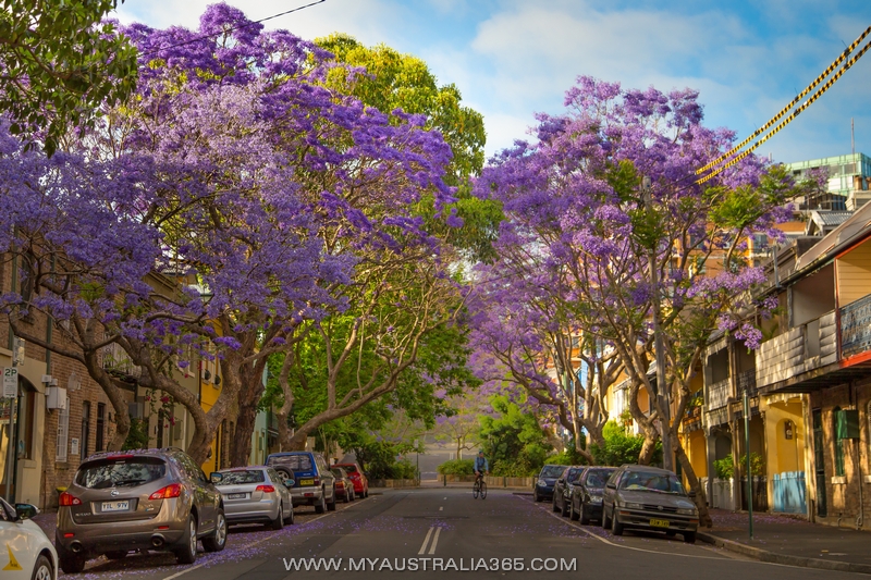 цветение джакаранды в Сиднее