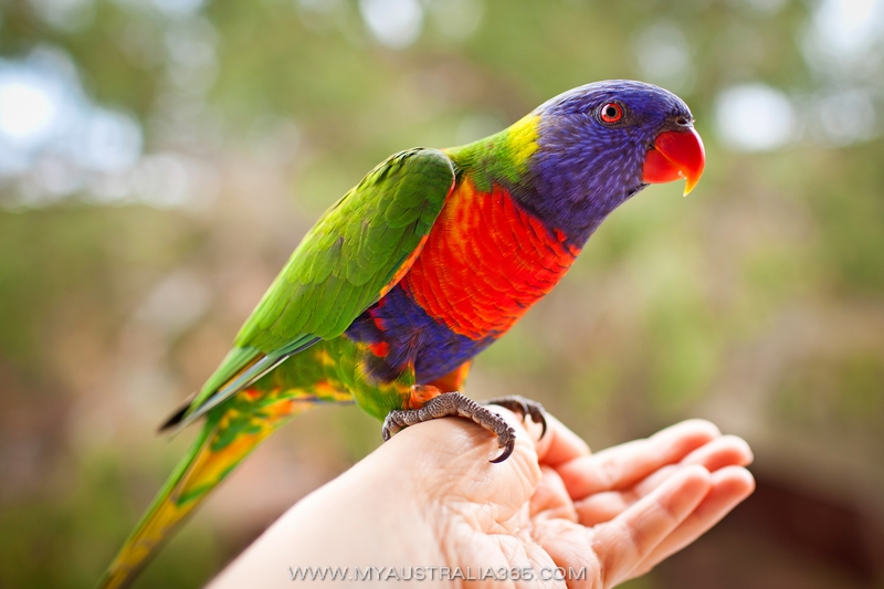 австралийские ручные попугаи
