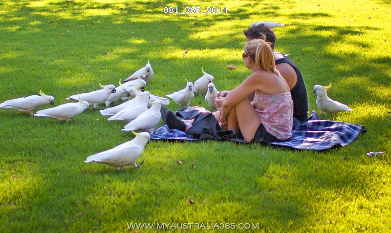 русская еда в Австралии