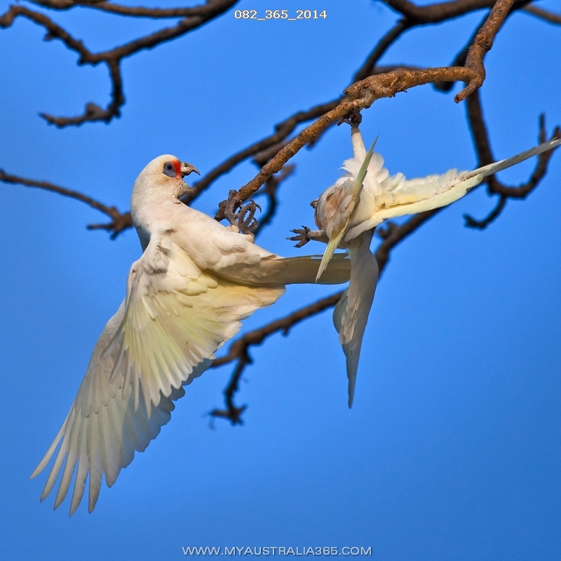 82/365/2014 | Длинноклювый корелла(носатый какаду)