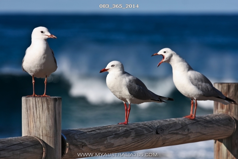 австралийские чайки