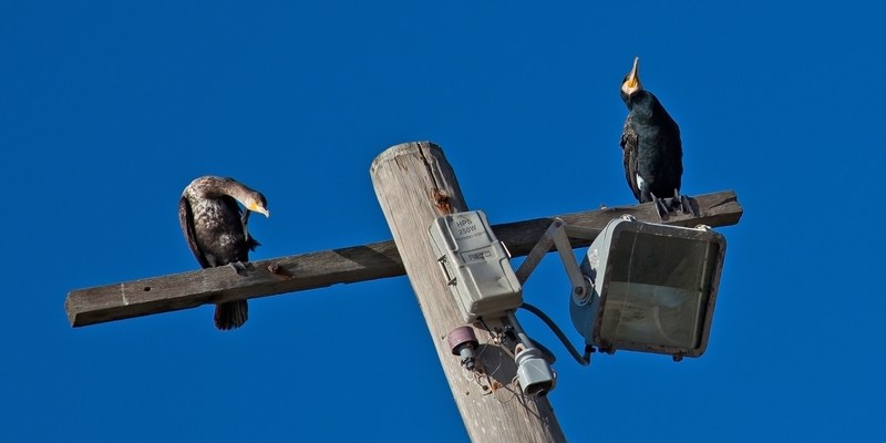 линии электропередач в Австралии