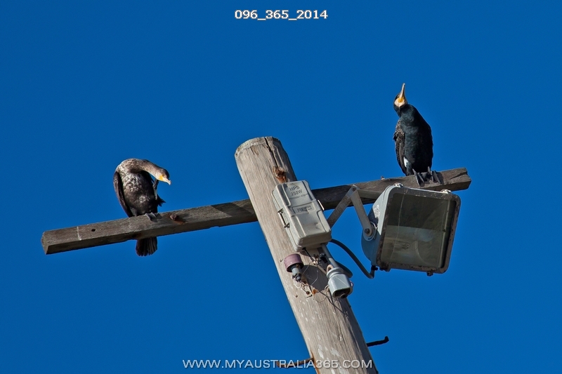 линии электропередач в Австралии