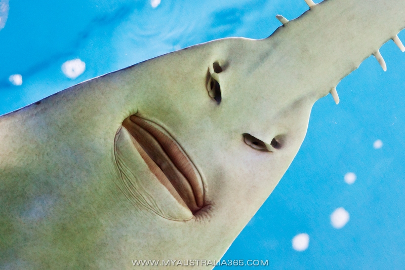 анекдоты про австралию