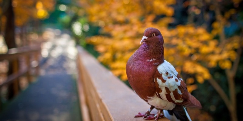 австралийская осень в Сиднее