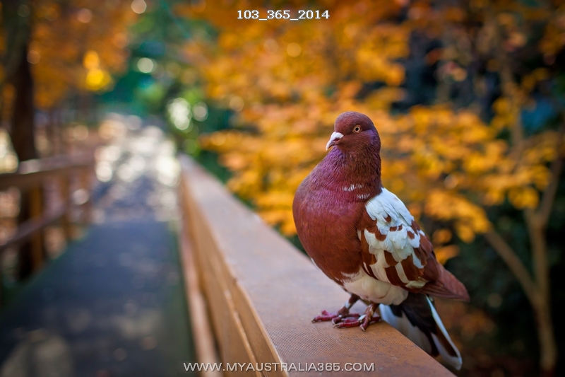 австралийская осень в Сиднее