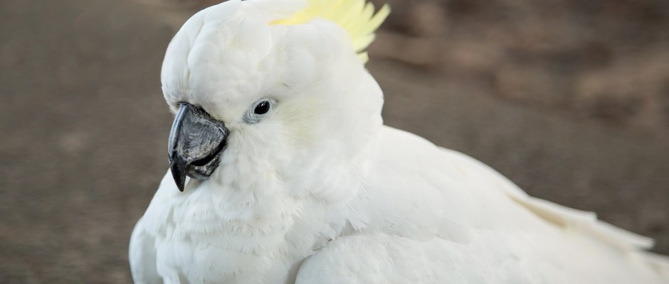 птенец какаду