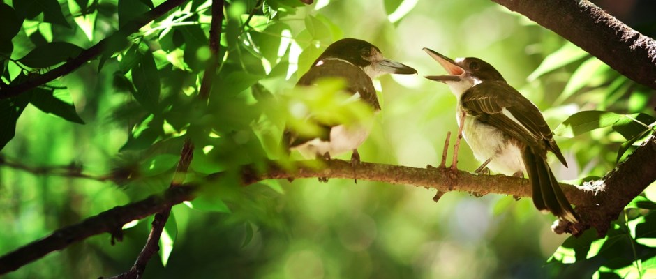 австралийские зимородки