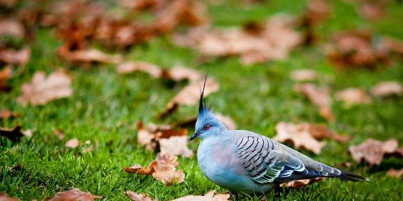 Хохлатый голубь Crested Pigeon