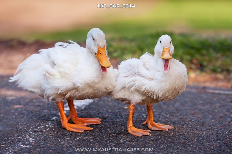 Китайские утки в австралийских парках