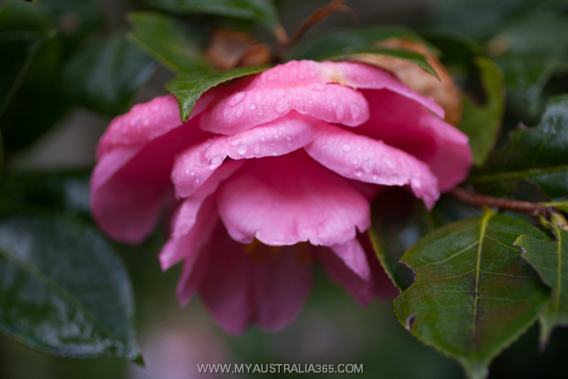 камелии в Сиднее