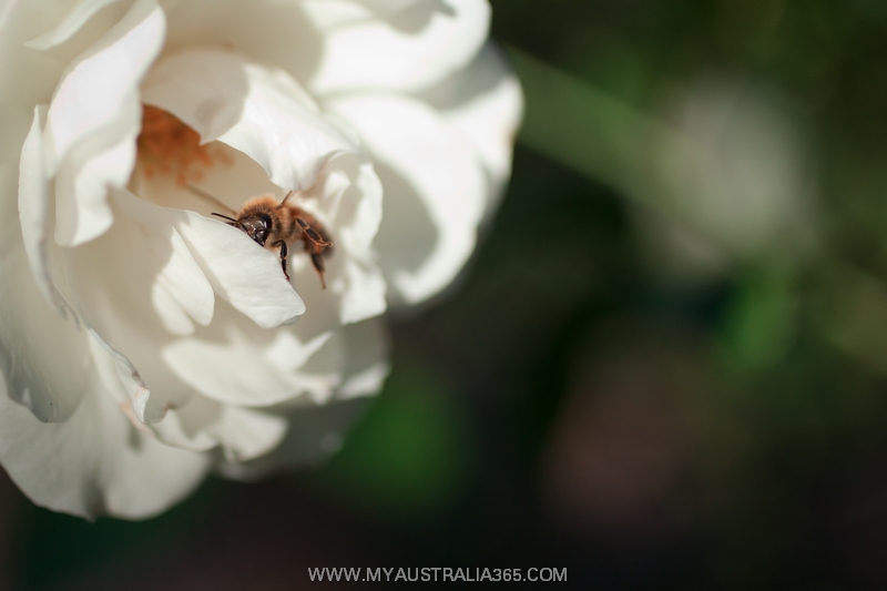 природа Австралии