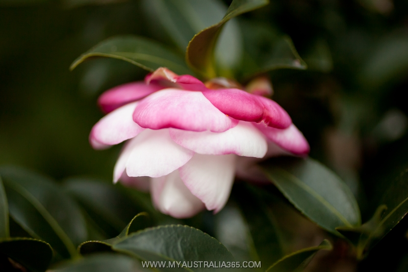 природа Австралии