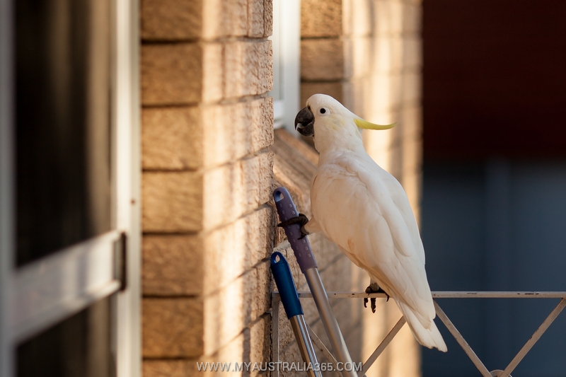 недвижимость в Австралии не стоит покупать