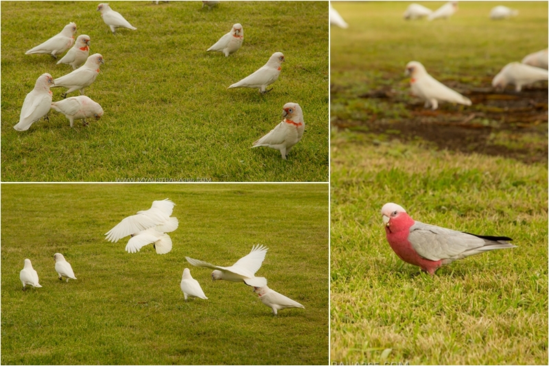 австралийские попугаи