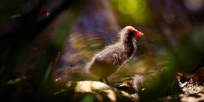Птенец болотной курицы swamp chicken
