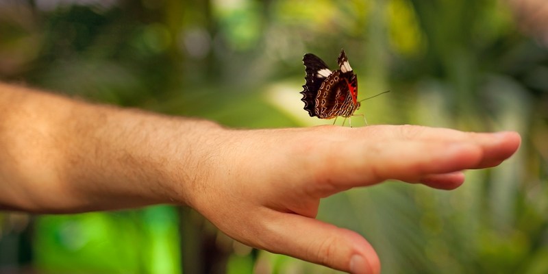 Ручные бабочки в Сиднее