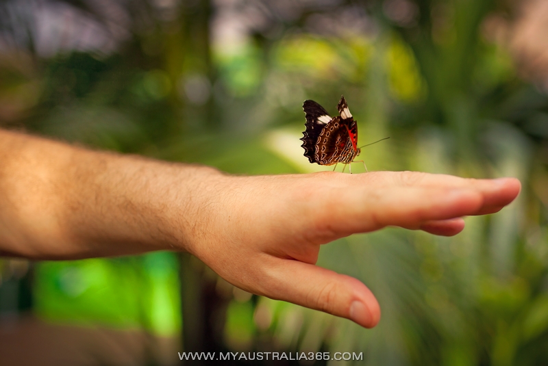 Ручные бабочки в Сиднее