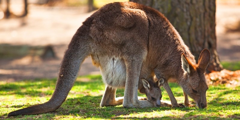Поразительные факты о кенгуру