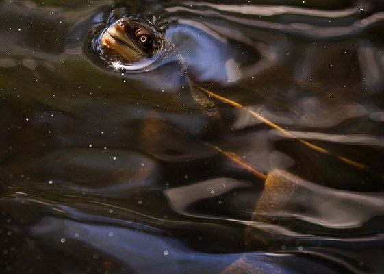 Черепахи в Сиднее