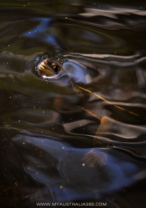 Черепахи в Сиднее