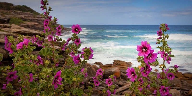 Первый русский в Австралии