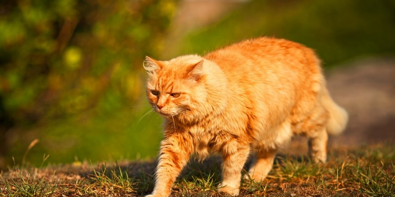 Австралийский кот