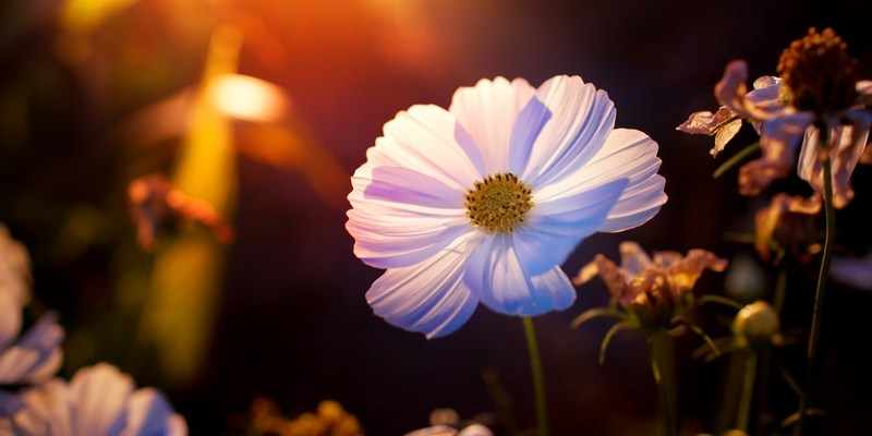 Дети - «цветы жизни»